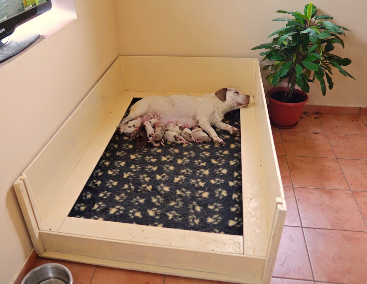 Американский Булли Бланка кормит своих щенков