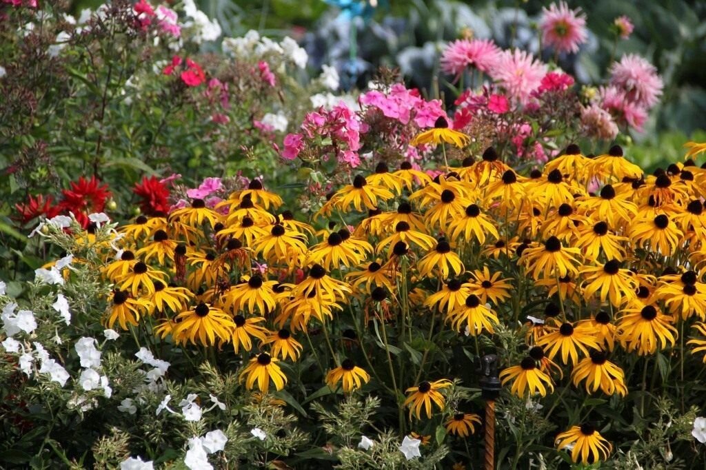 В августе тоже нужно заниматься цветником