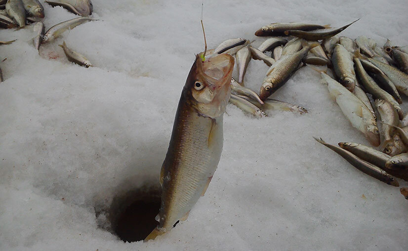 На что ловят корюшку