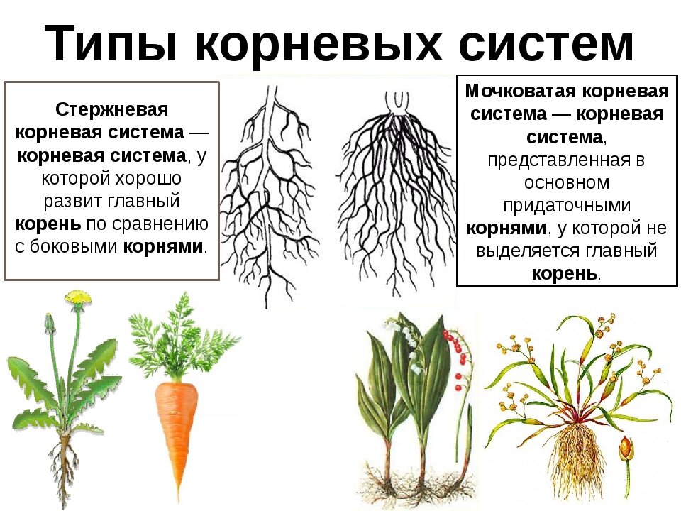 Характеристика стержневой корневой. Типы корневых систем у растений. Типы корневых систем таблица.