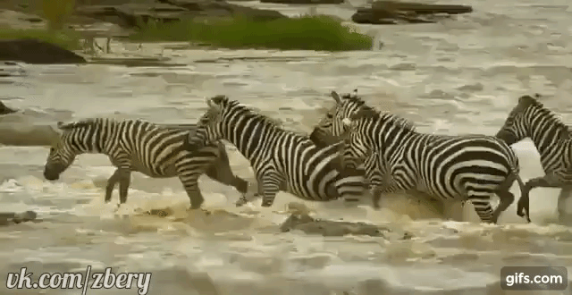 Зебры переходят реку в брод