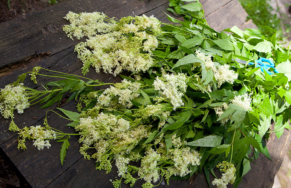 Таволги всегда много. Обычно она образует обширные заросли и стремиться занять все доступное пространство