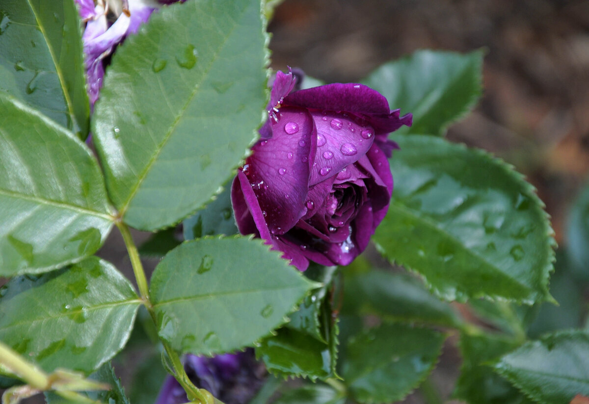 Ebb Tide в начале роспуска. Фото из моего сада