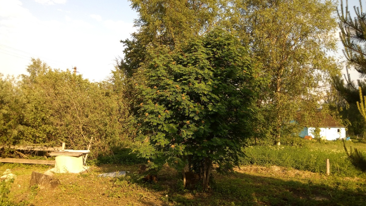 Моя рябинка