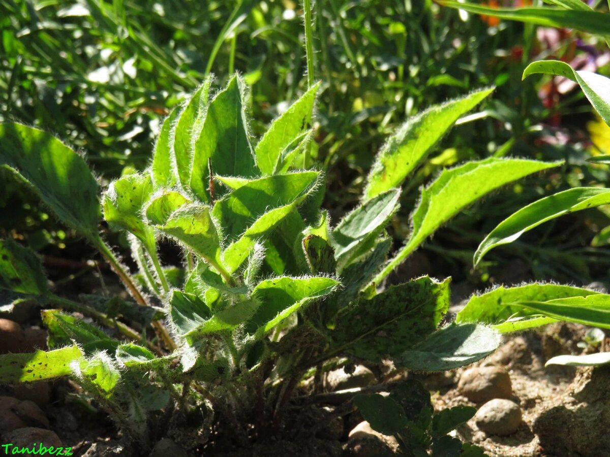  Ястребинка (гирациум) пятнистая “Леопард" / Hieracium maculatum "Leopard"