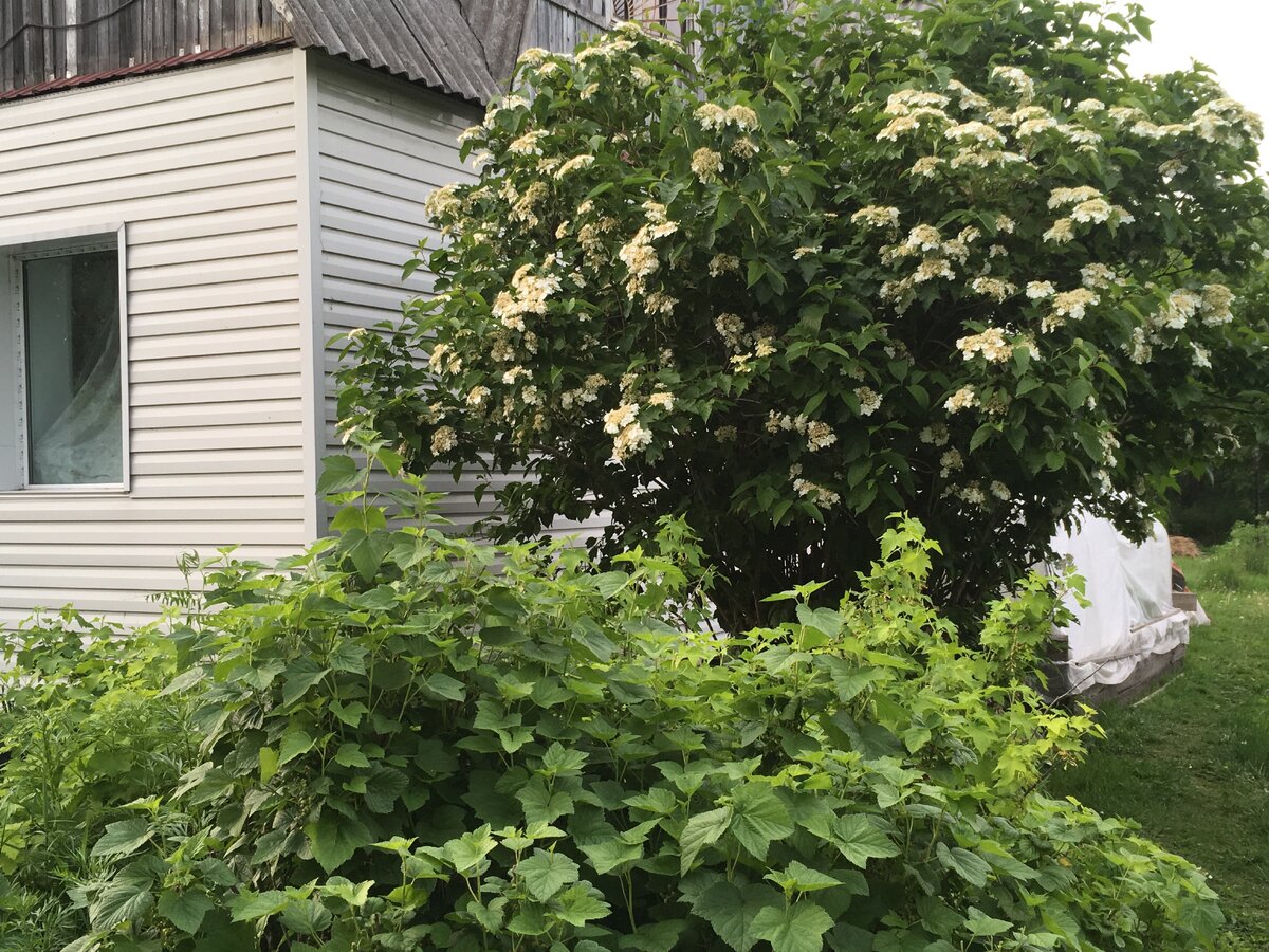 Мой домик в деревне