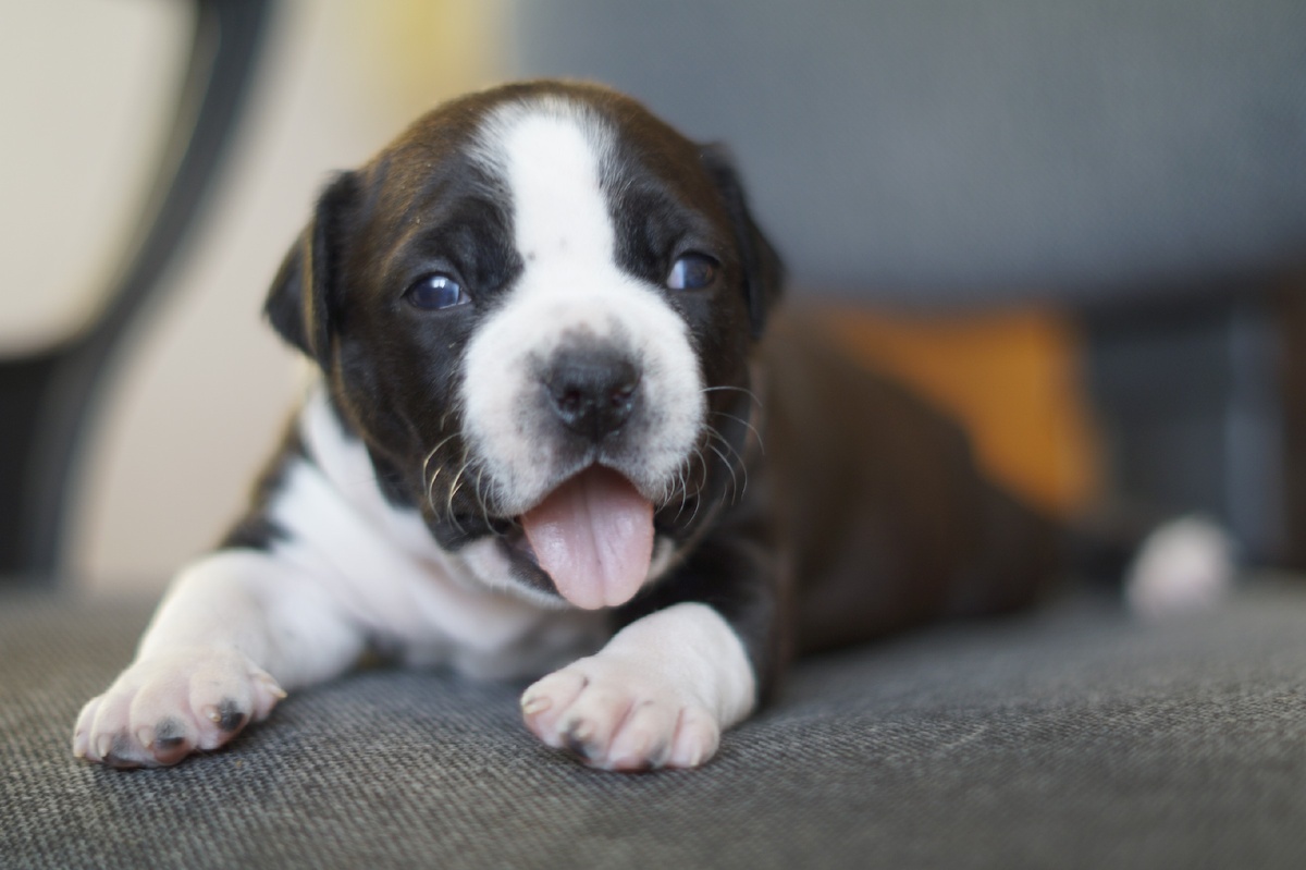 Американский Стаффордширский Терьер 