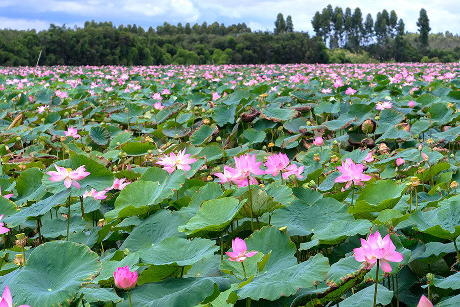 озеро ханка цветение лотоса. лотос орехоносный многолетнее водное. астраханские лотосовые поля. лотос (nelumbo) сем. баскунчак с лотосами.