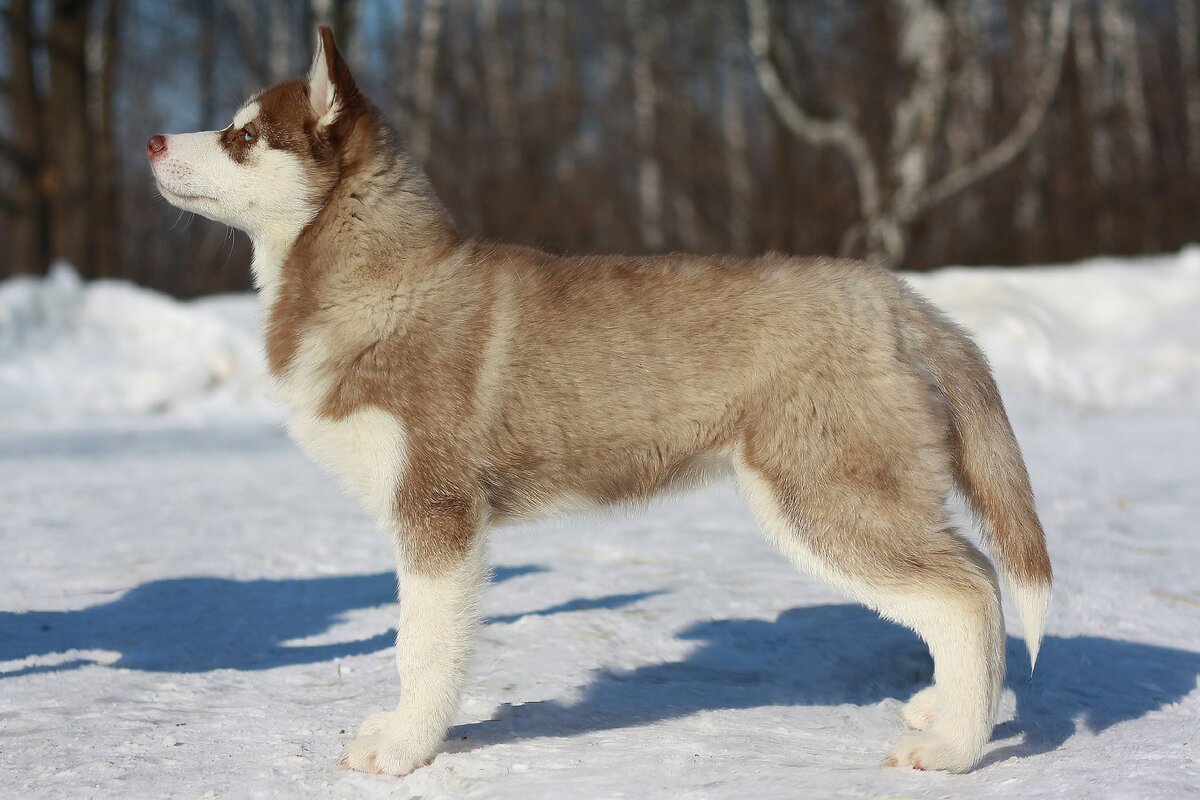 Как должен выглядеть щенок хаски в 3 мес. Это наша Гермиона. Щенок должен знать базовые команды и быть приучен к адекватному поведению