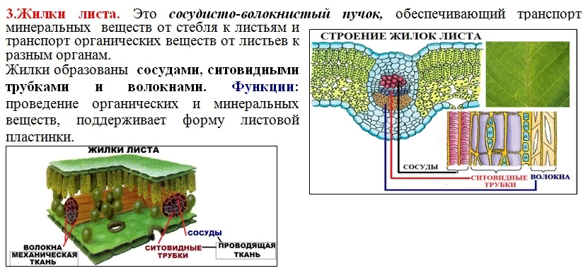 Жилки листа образуют комплекс структур из. Жилка растительной клетки. Вегетативные органы клеточное строение листа. Какая структура клетки обозначена на рисунке буквой а. Какие клетки листа растения обозначены на рисунке цифрой 1.