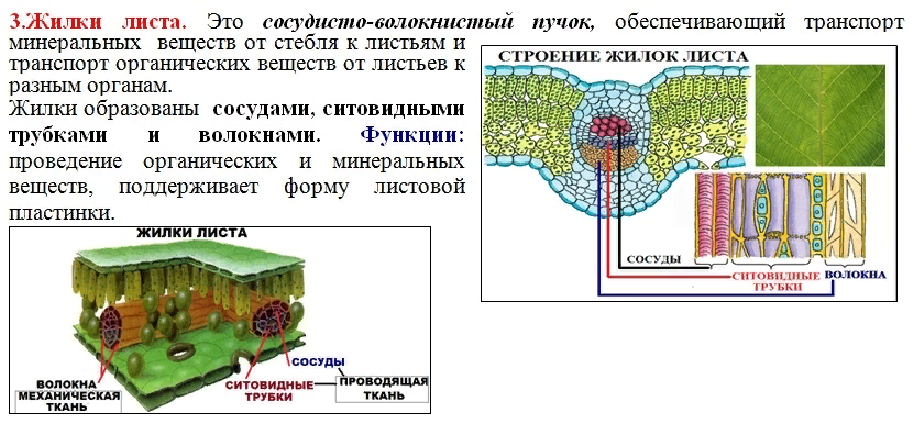 Клетка листа функции