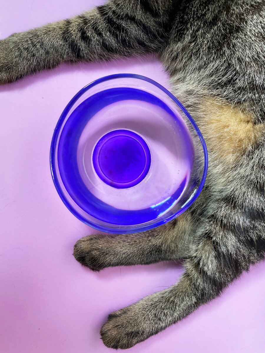 Муркиза со свой мисочкой для воды