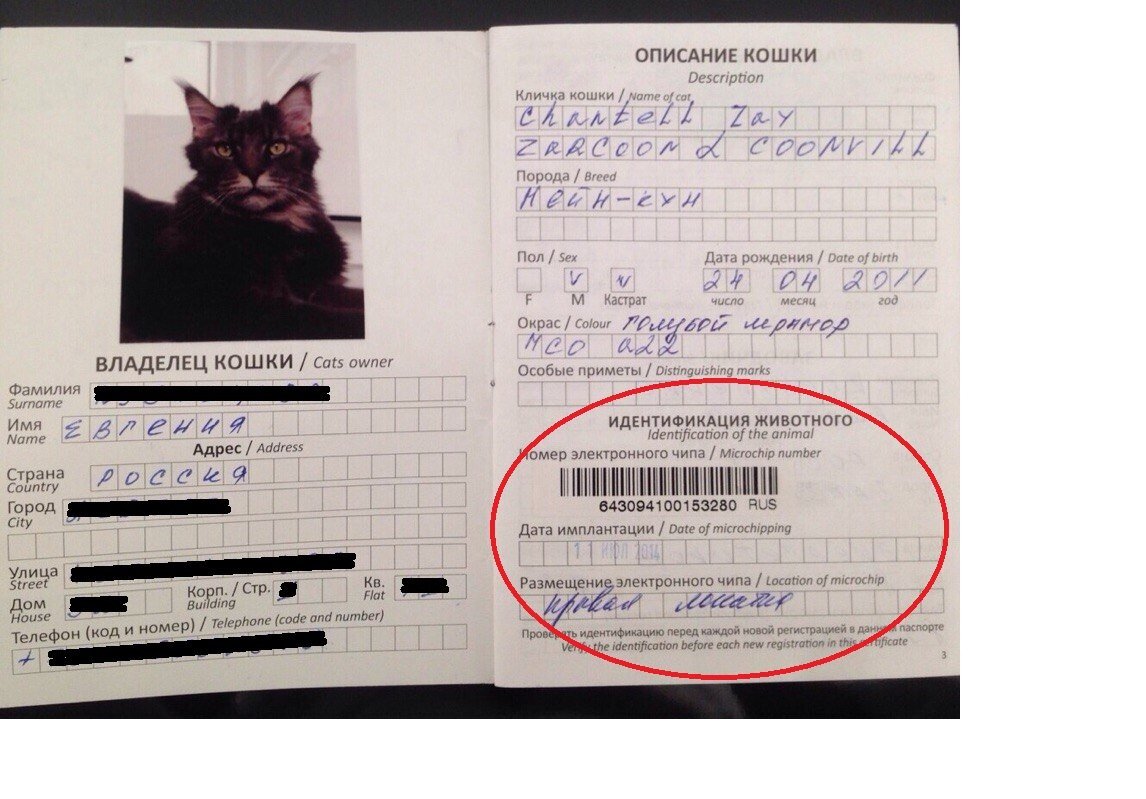 Как выглядит паспорт кошки "Меченые" или ковидный паспорт: в чем смысл? Маркетинг без прикрас Inten Digital