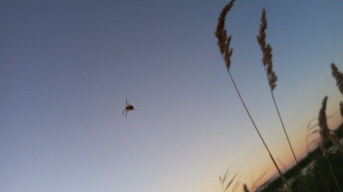 Какой-то паучок посреди камышей