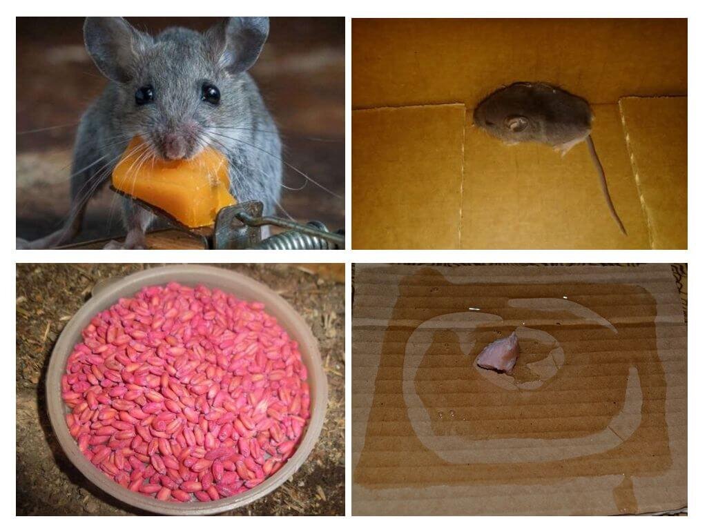 От мышей в доме. Мышь в квартире. Средство от мышей в доме. Мыши в частном доме. Что можно домашним мышам