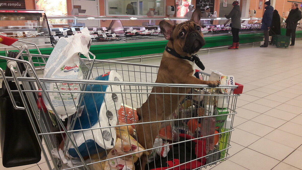 "Тсс, хозяин, давай еще вооон туда съездим. Чую, там много вкусного!"