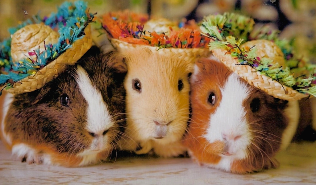 Морские свинки - лучший питомец для квартиры