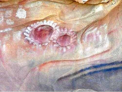 Два Солнца. Наскальный рисунок. Австралия.