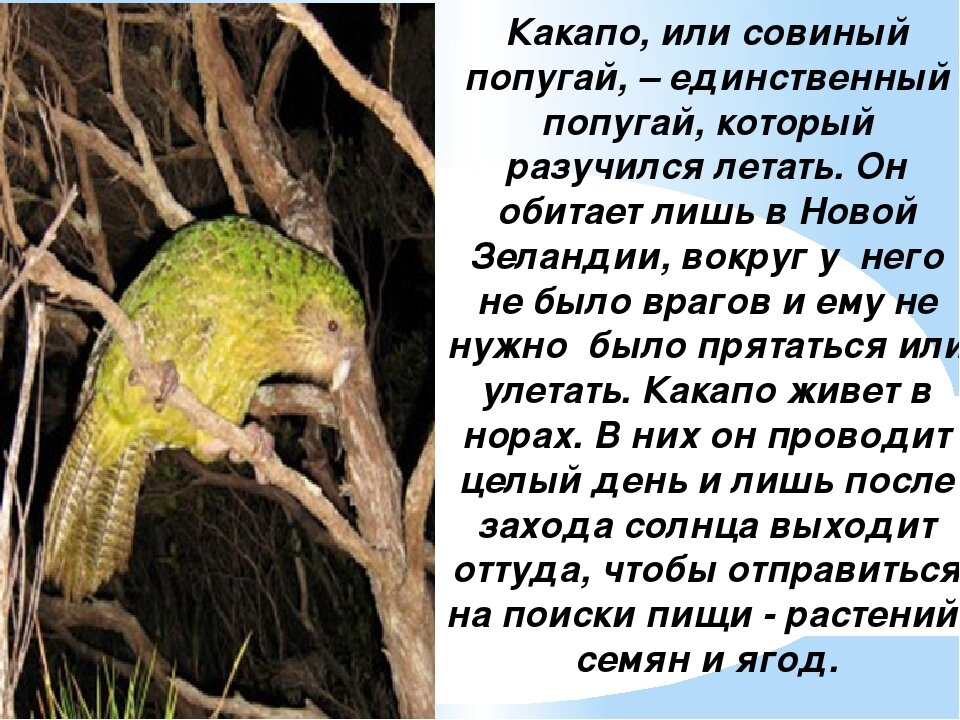 Яндекс Картинки