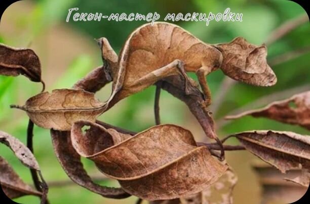 Фото гекона. Источник Яндекс.