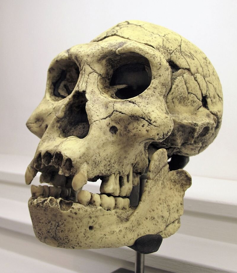 Череп человека грузинского