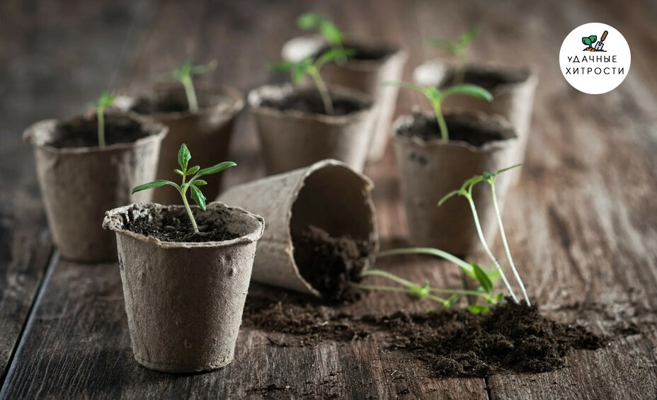 Как вырастить рассаду?