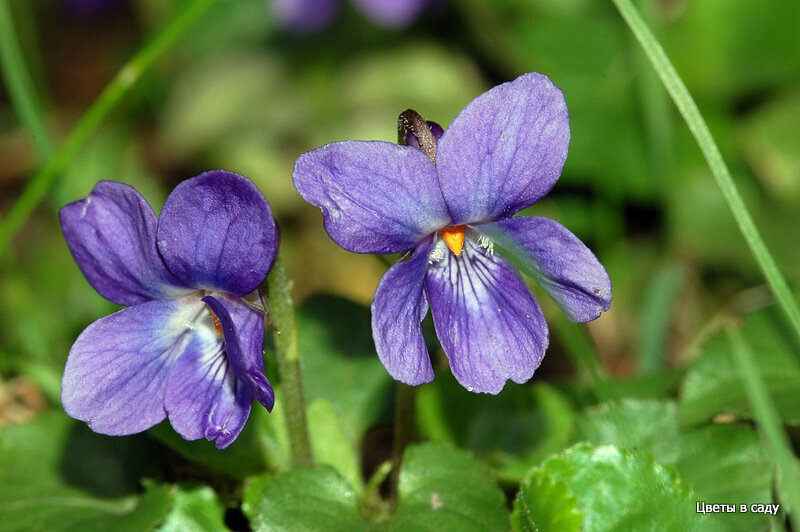 Фиалка душистая "Бехтлес Идеал" (Viola odorata 'Bechtles Ideal')