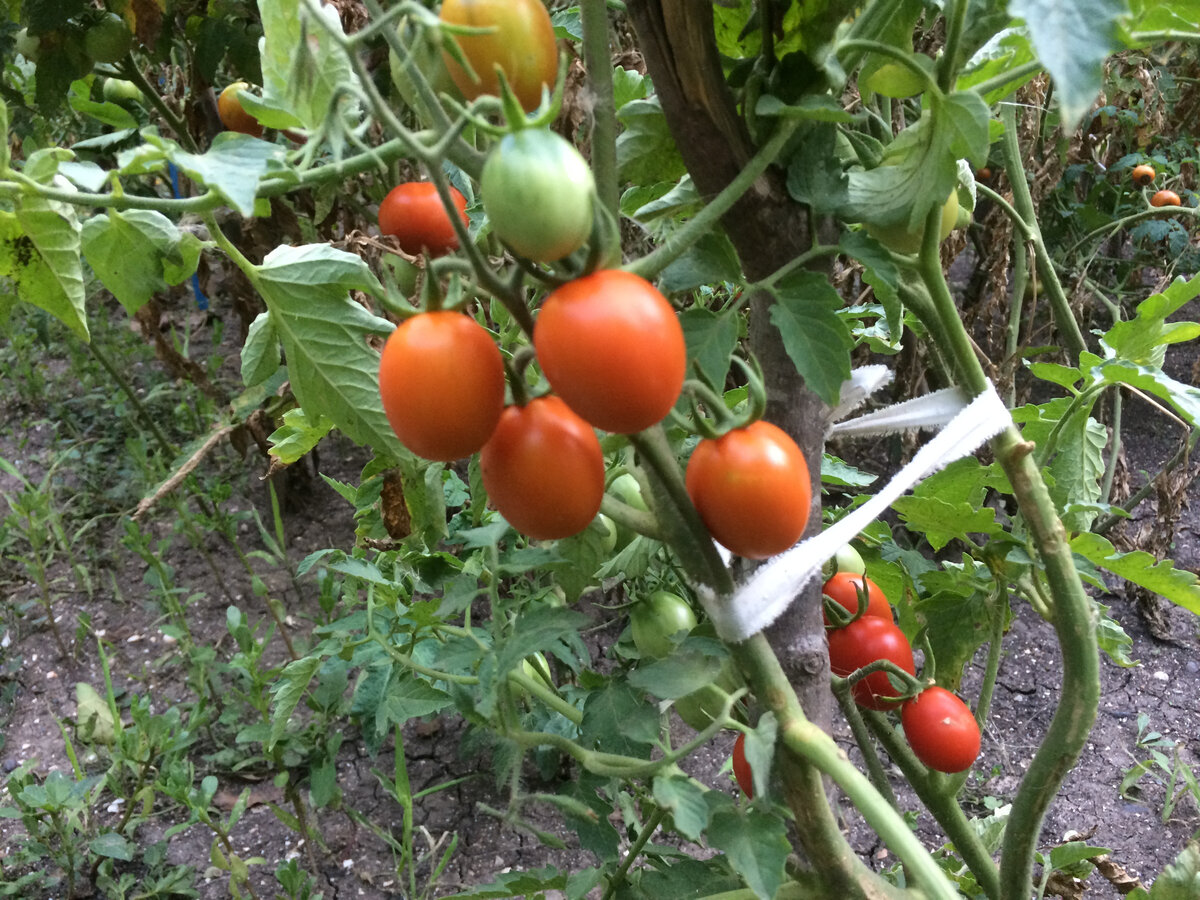 Как растут помидоры на юге. Как защитить томаты. Фитофтороз на помидорах. Южный столбур картофеля. Болезнь помидоров фитофтора.