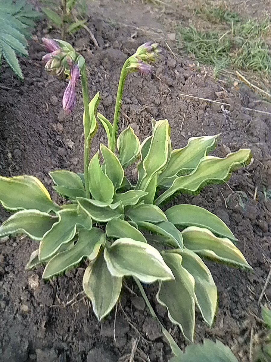 Хоста. Сколько красавице нужно времени чтобы вытеснить сорняки