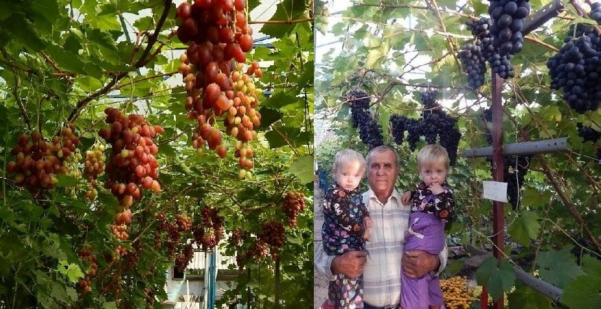 С таким дедом внуки не останутся без вкусных ягод. - Слышь, братан, а ведь нам столько не съесть. - Ничего, подрастём, осилим.                                                                                                                        Дальний Восток. Сорта Красотка  и Байконур. Коллаж автора