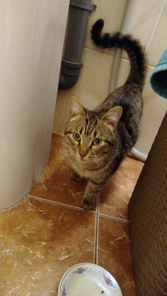 Ещё один кот для нашего фонда - это катастрофа, бегу снимать остатки зарплаты. Ведь мимо беды проходить не умею. И уметь не хочу. 