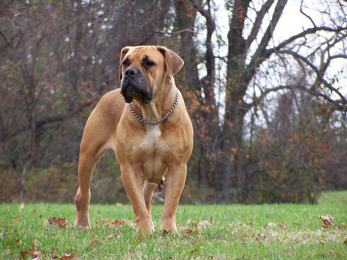 Источник: http://komotoz.ru/photo/porody_sobak/photos/burbul/burbul_20.jpg