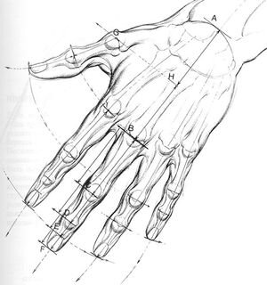 Пропорции кисти руки