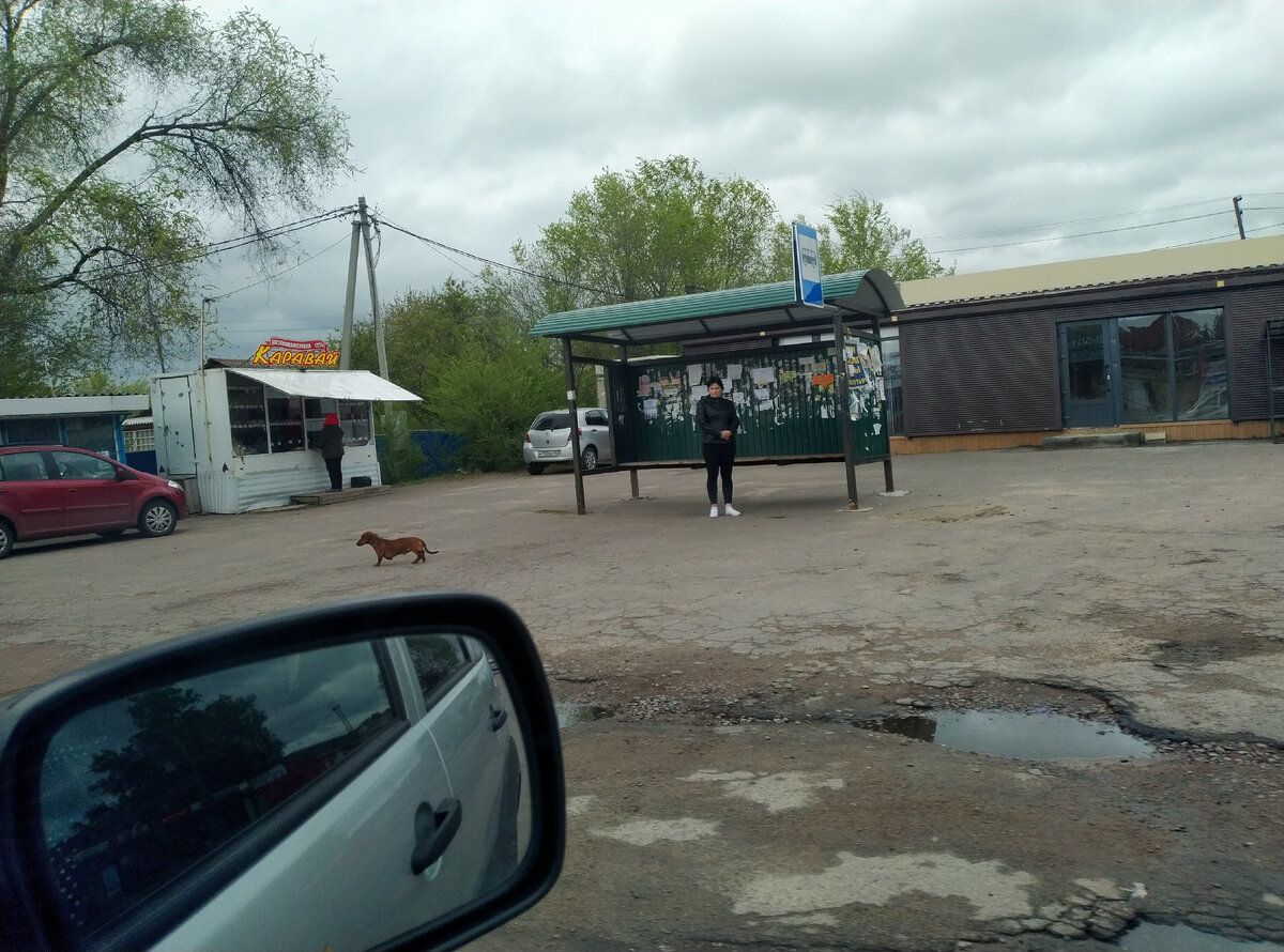 Просто остановка, просто смешная такса. Она так прикольно прыгала...