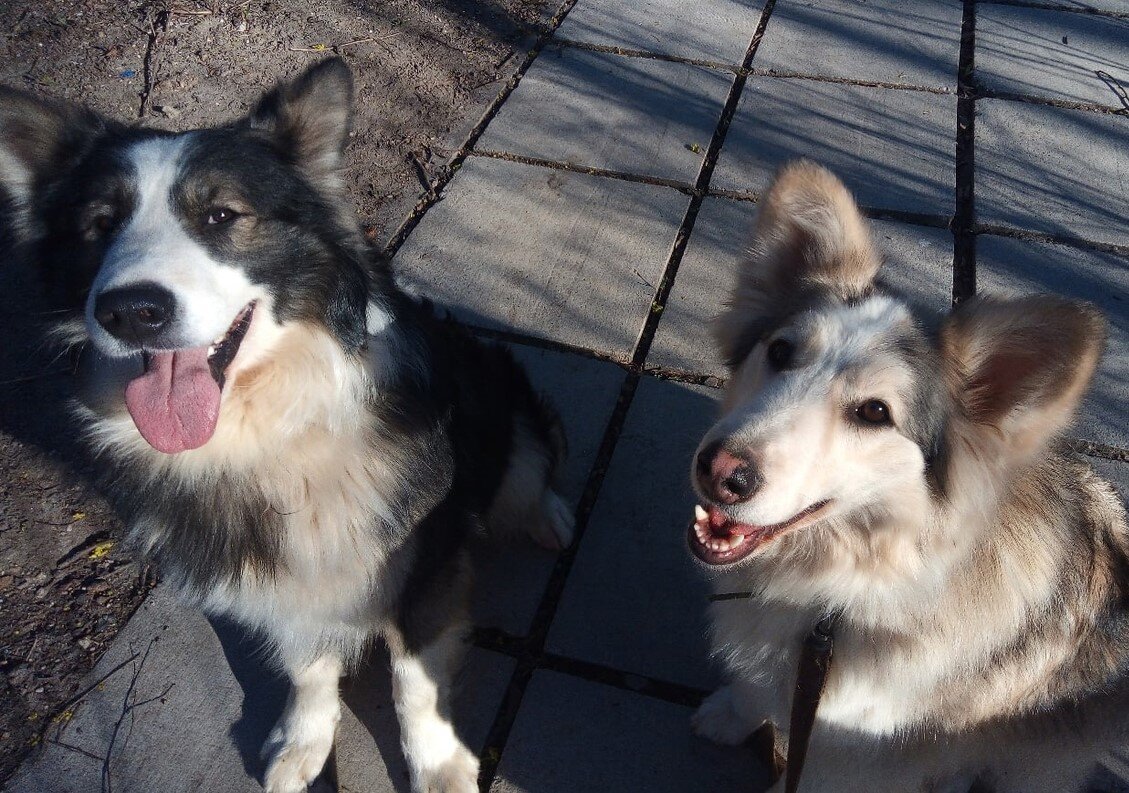 Найти дом сразу двум взрослым собакам с непростыми характерами  очень сложно. Но их куратору удалось это сделать.