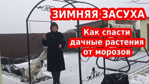 ОПАСНАЯ  ЗИМНЯЯ ЗАСУХА или КАК СПАСТИ ДАЧНЫЕ РАСТЕНИЯ ОТ МОРОЗОВ БЕЗ СНЕГА