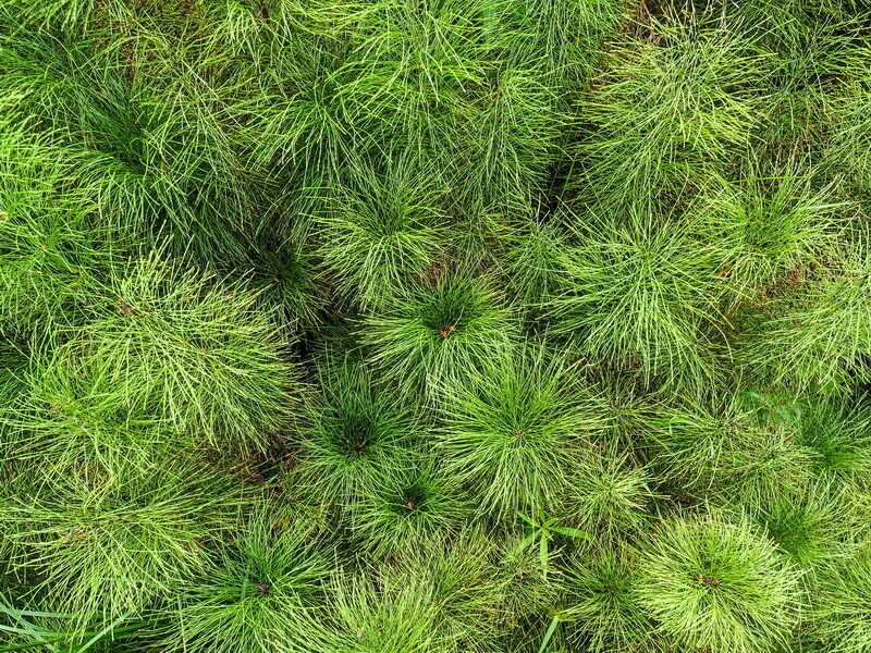 Хвощ. (Фото используется по стандартной лицензии ©ogorodnye-shpargalki.ru)