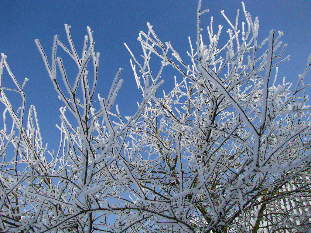 Зима. Фото автора.