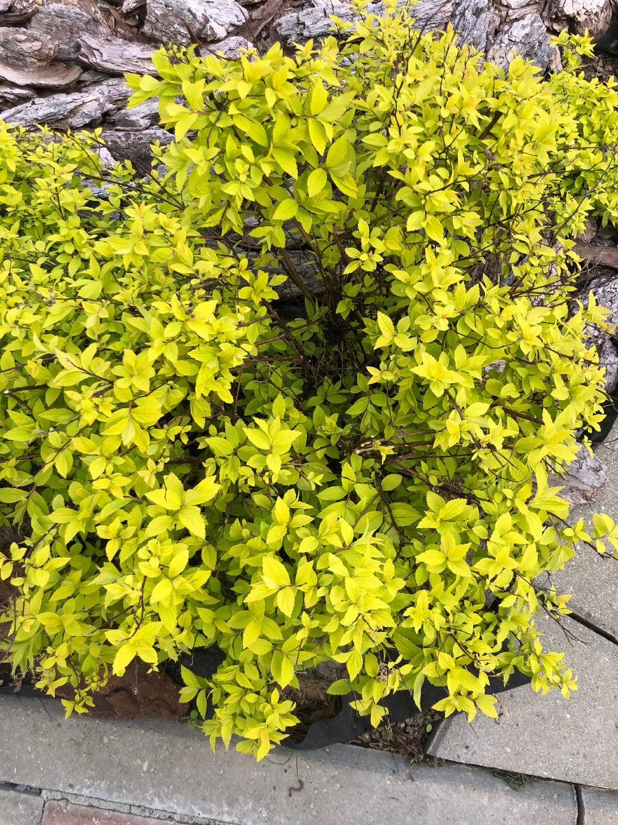 Голден Стар