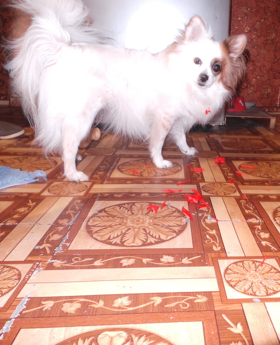 Человек собаке друг