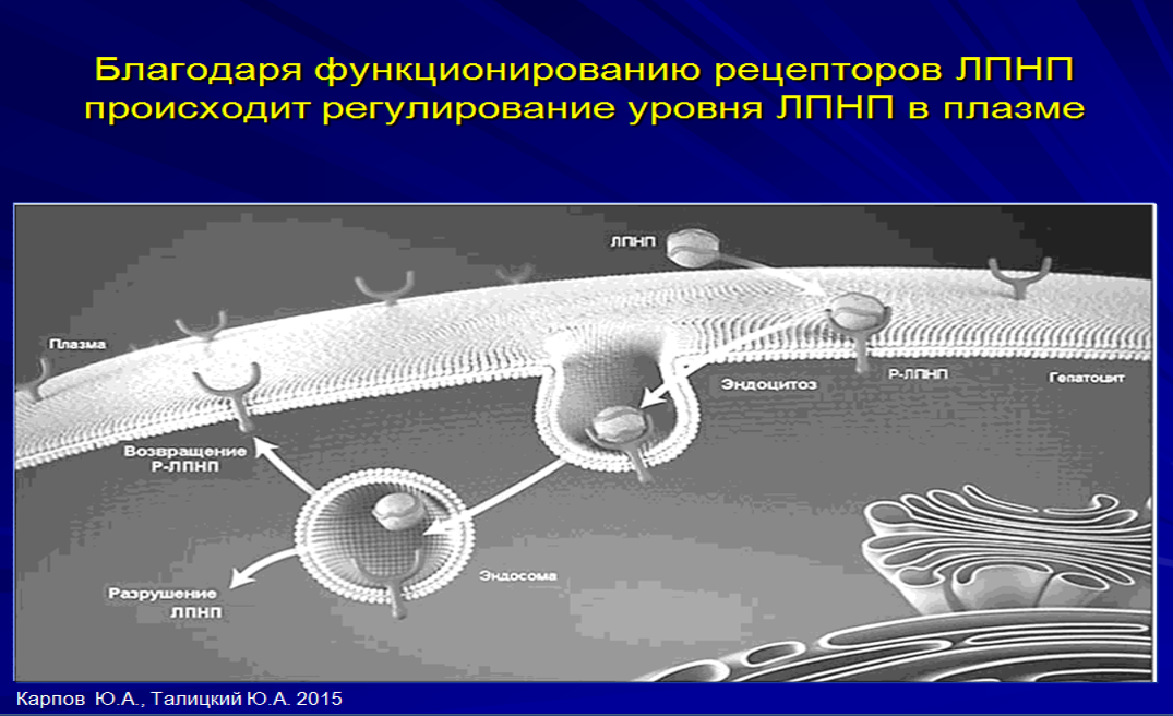 Липопротеиновые частицы поглощаются клетками с помощью специальных рецепторов, узнающих липопротеиновую частицу