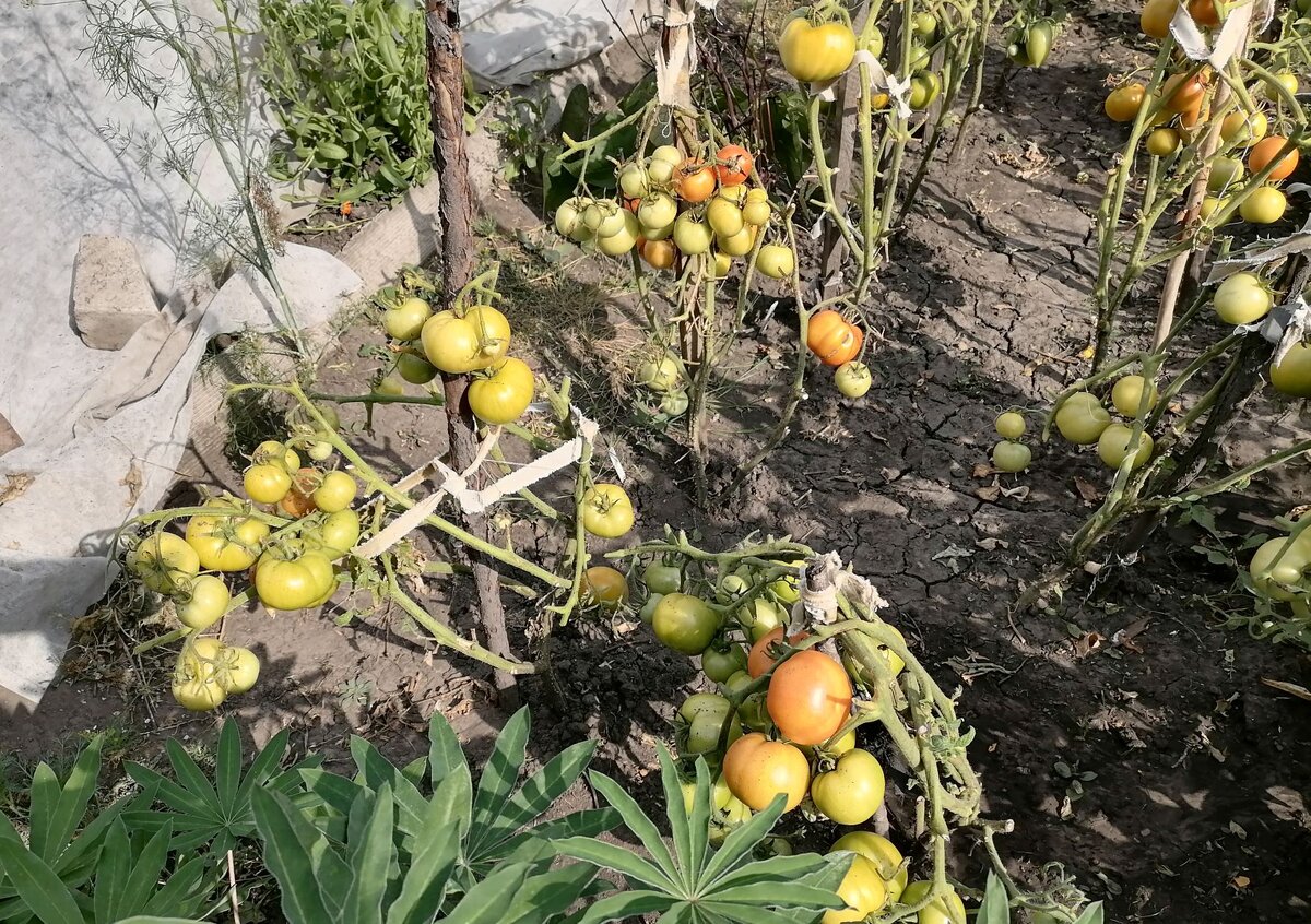 Ранние детерминантные сорта начали созревать