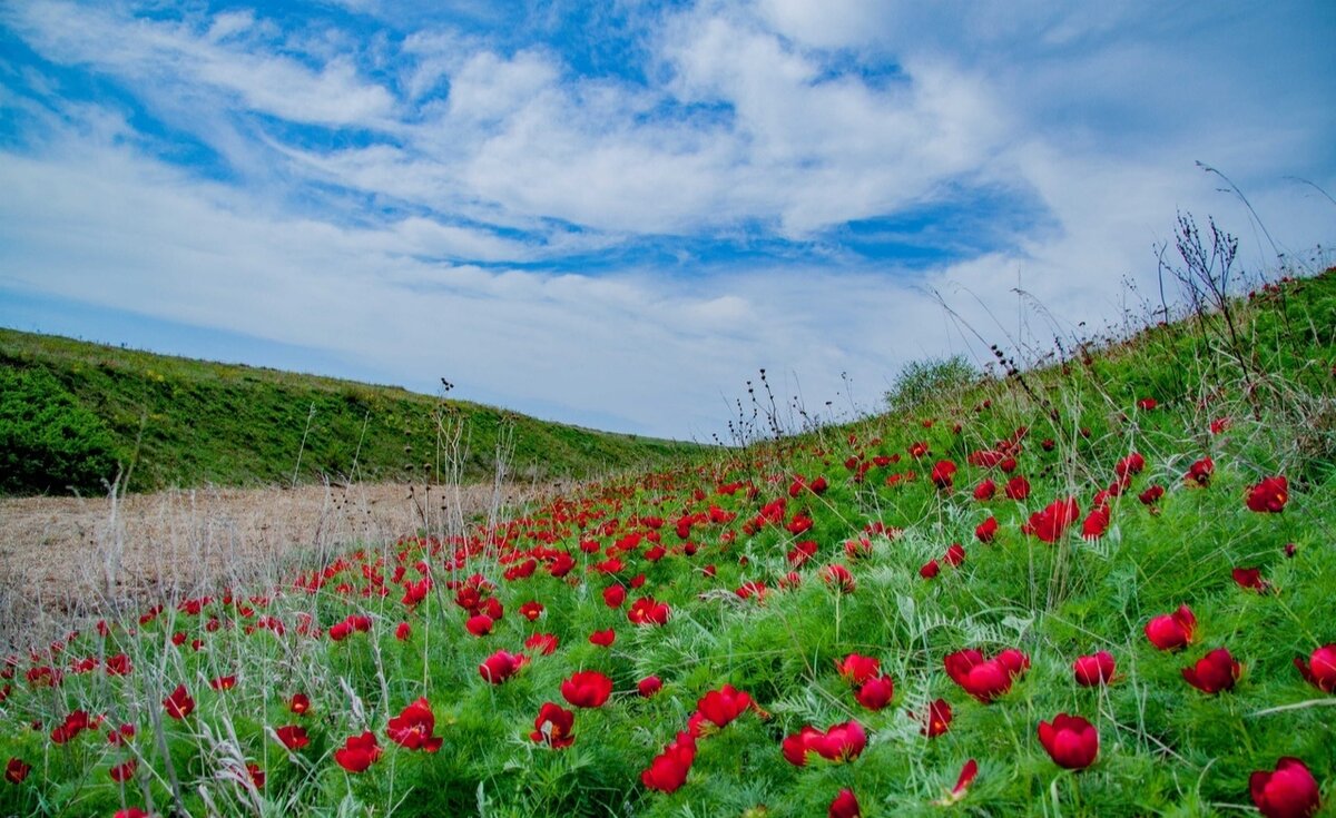 Дикий пион радищевский район фото