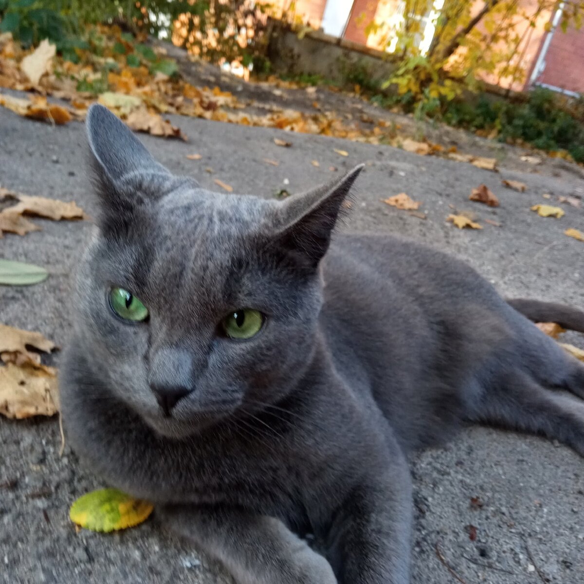 иллюстрация из яндекс картинки.