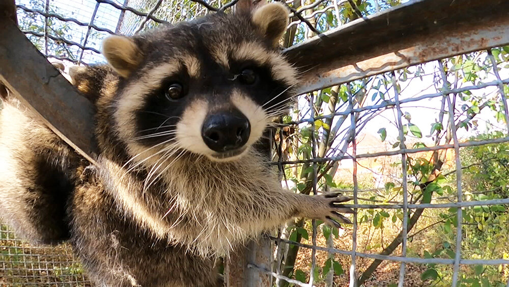    © АО "ТВ Центр"