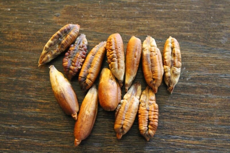 Косточки финика. Фото используется с сайта udobreniya.net