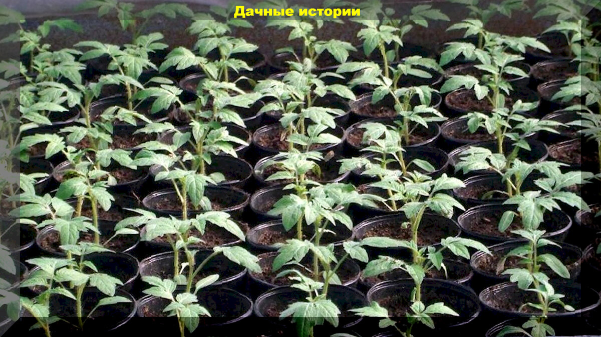 https://vk.com/photo-159774511_457257934