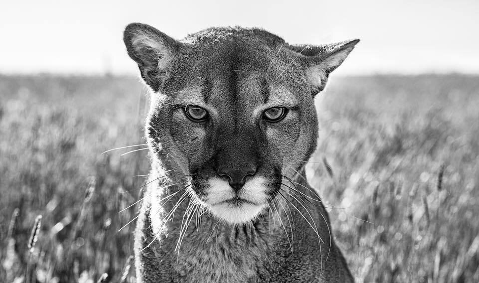  David Yarrow Photography /    / * 1966 (      )