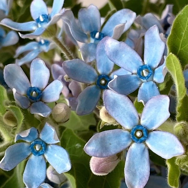 Фото из открытых источников интернета. Живой цветок оксипеталума.