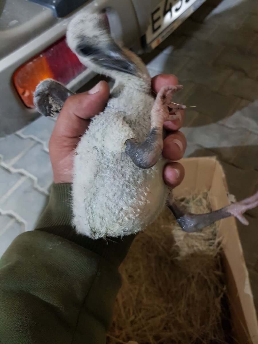 Первый снимок после падения из гнезда.